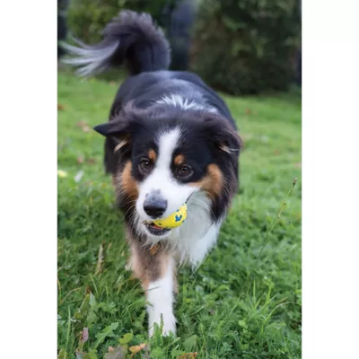 Product Zeus Nitro Dog Toy Weighted Ball