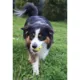 Product Zeus Nitro Dog Toy Weighted Ball