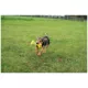 Product Zeus Nitro Dog Toy Bendy Bone, 16cm (6.3in)