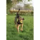 Product Zeus Nitro Dog Toy Bendy Bone, 16cm (6.3in)