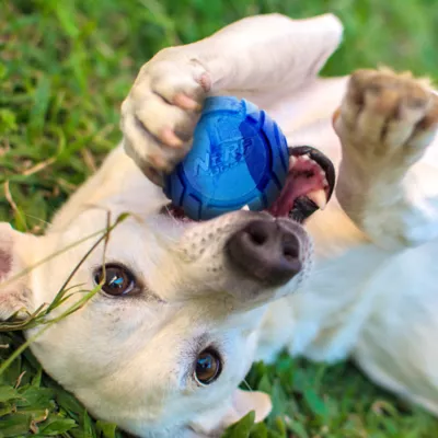 Product Nerf Scent Glow-In-The-Dark Light Balls Dog Toy 3 Count