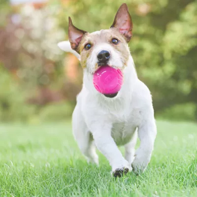Product Nerf Scent Glow-In-The-Dark Light Balls Dog Toy 3 Count