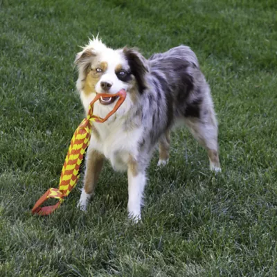 Product KONG MAXX Tug Dog Toy