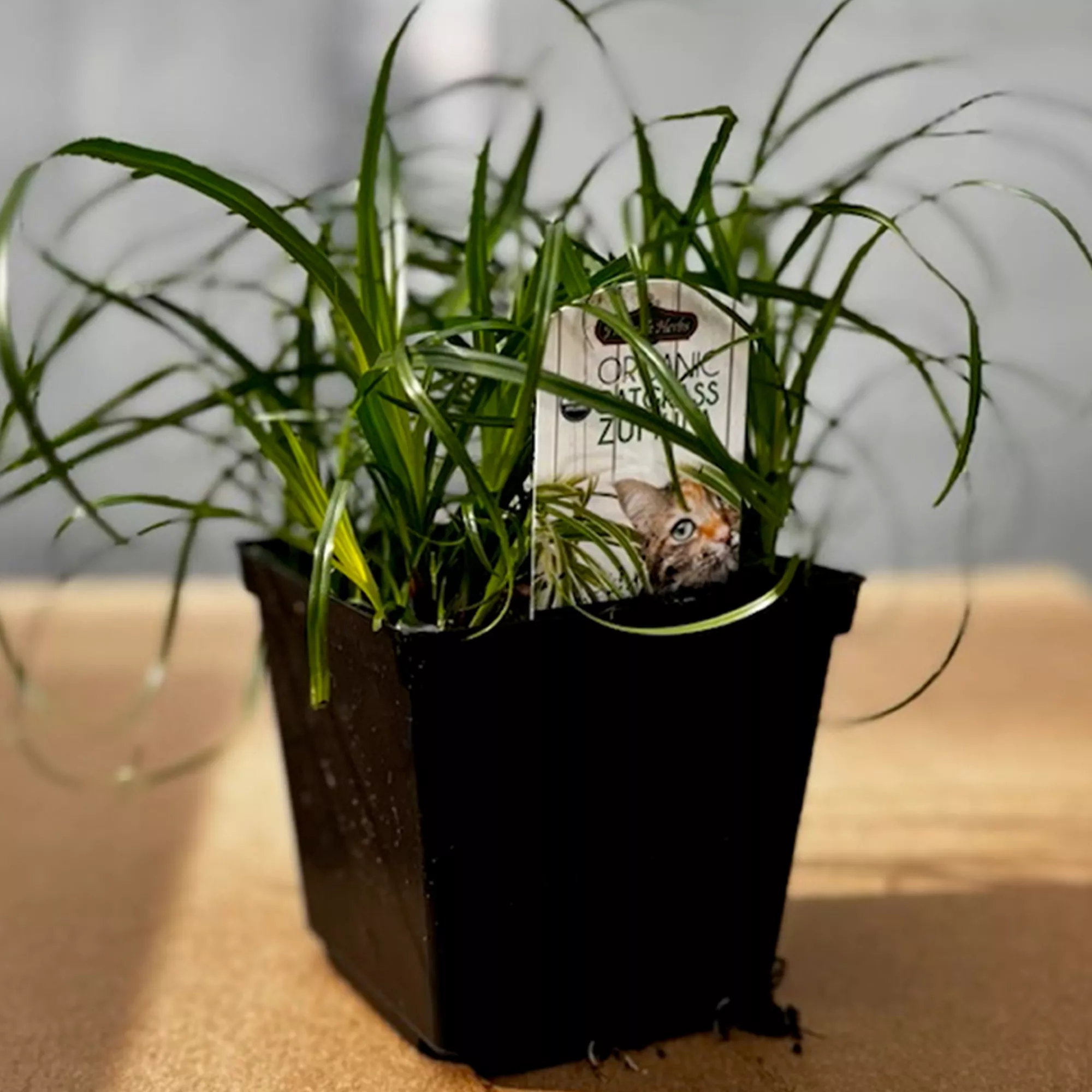 Freeman Organics Zumula Cat Grass