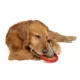 Product GMason Jaws Ring Plush Dog Toy