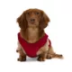Product HOTEL DOGGY "Canada" Maple leaf & Paw Jersey Tank Top