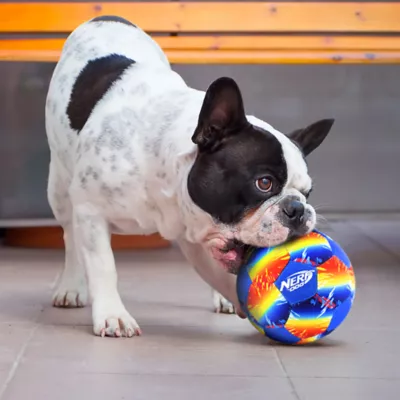 Product Nerf Color Grip Squeaker Ball Dog Toy