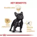 Royal Canin® Breed Health Nutrition® French Bulldog Adult Dog Dry Food image thumbnail 5