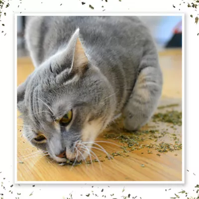 Product Meowijuana® Purrple Passion Organic Catnip and Silvervine Blend