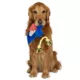 Product GMason Jurassic World Pteradon Dinosaur Plush Dog Toy