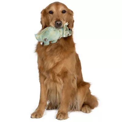 Product GMason Jurassic World Sinoceratops Dinosaur Plush Dog Toy