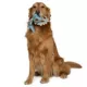 Product GMason Jurassic World Sinoceratops Dinosaur Plush Dog Toy