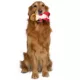 Product GMason Jurassic World Carnotaurus Dinosaur Plush Dog Toy