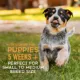 Product Tiki Dog Baby Whole Foods Wet Dog Food - Beef & Beef Liver