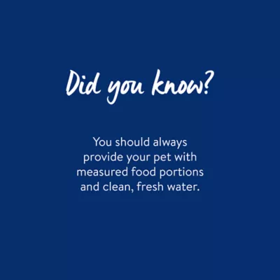 Top Paw® Quilted Paws Ceramic Dog Bowl - Image 5