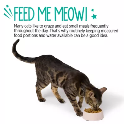 Whisker City® Melamine Cat Bowl - Image 5