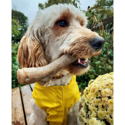 Product Nylabone Gourmet Style Chew Dog Toy