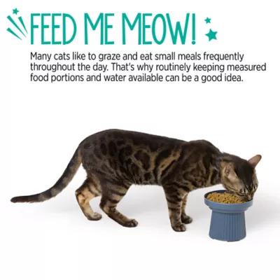 Whisker City® Melamine Elevated Bowl - Image 5