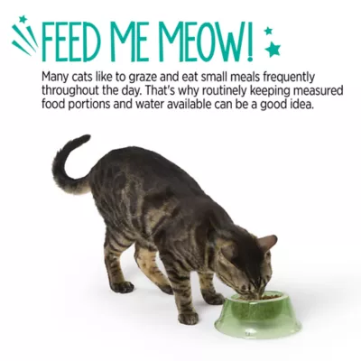 Whisker City® Green Elevated Plastic Cat Bowl - Image 5