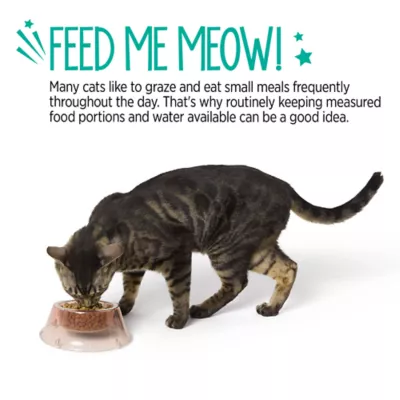 Whisker City® Green Elevated Plastic Cat Bowl - Image 5