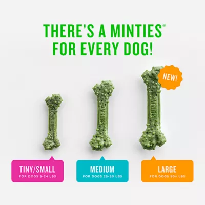 Product Minties Dental Bones Dog Treats 16 OZ
