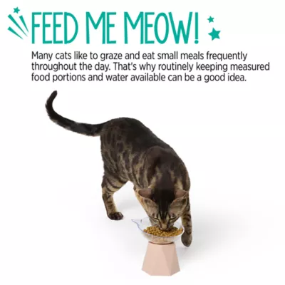 Whisker City® Pink Motif Elevated Cat Bowl - Image 5