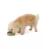 Top Paw® Green Plastic Dog Bowl image thumbnail 6