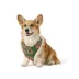 Top Paw® Green Floral Harness image thumbnail 1