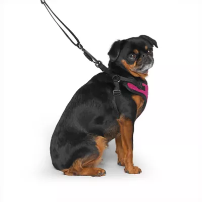 Canada Pooch Easy-On Step-In Dog Harness - Image 2