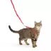 PetSafe® Come With Me Kitty, Cat Harness, and Cat Bungee Leash, Multiple Sizes & Colors image thumbnail 1
