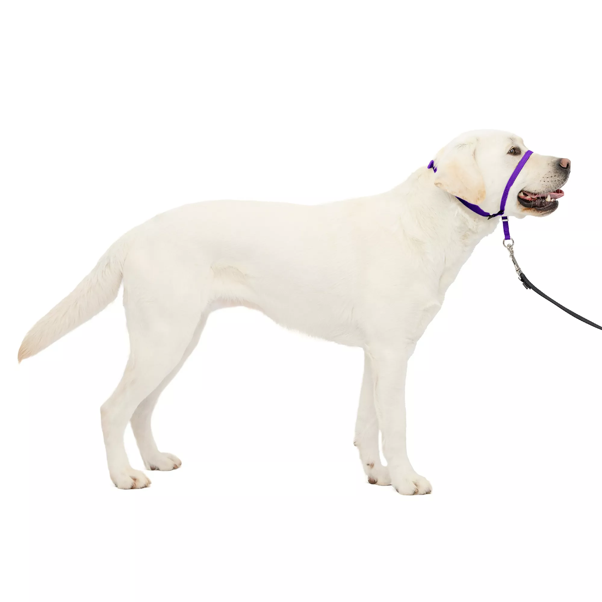 PetSafe® Gentle Leader Nylon Dog Headcollar