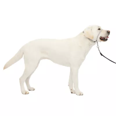 Product PetSafe® Gentle Leader Nylon Dog Headcollar