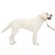 Product PetSafe® Gentle Leader Nylon Dog Headcollar