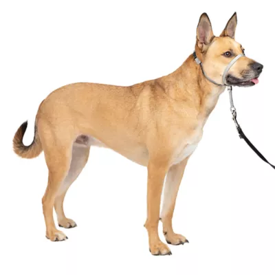 PetSafe® Gentle Leader Nylon Dog Headcollar - Image 1