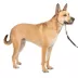PetSafe® Gentle Leader Nylon Dog Headcollar image thumbnail 1