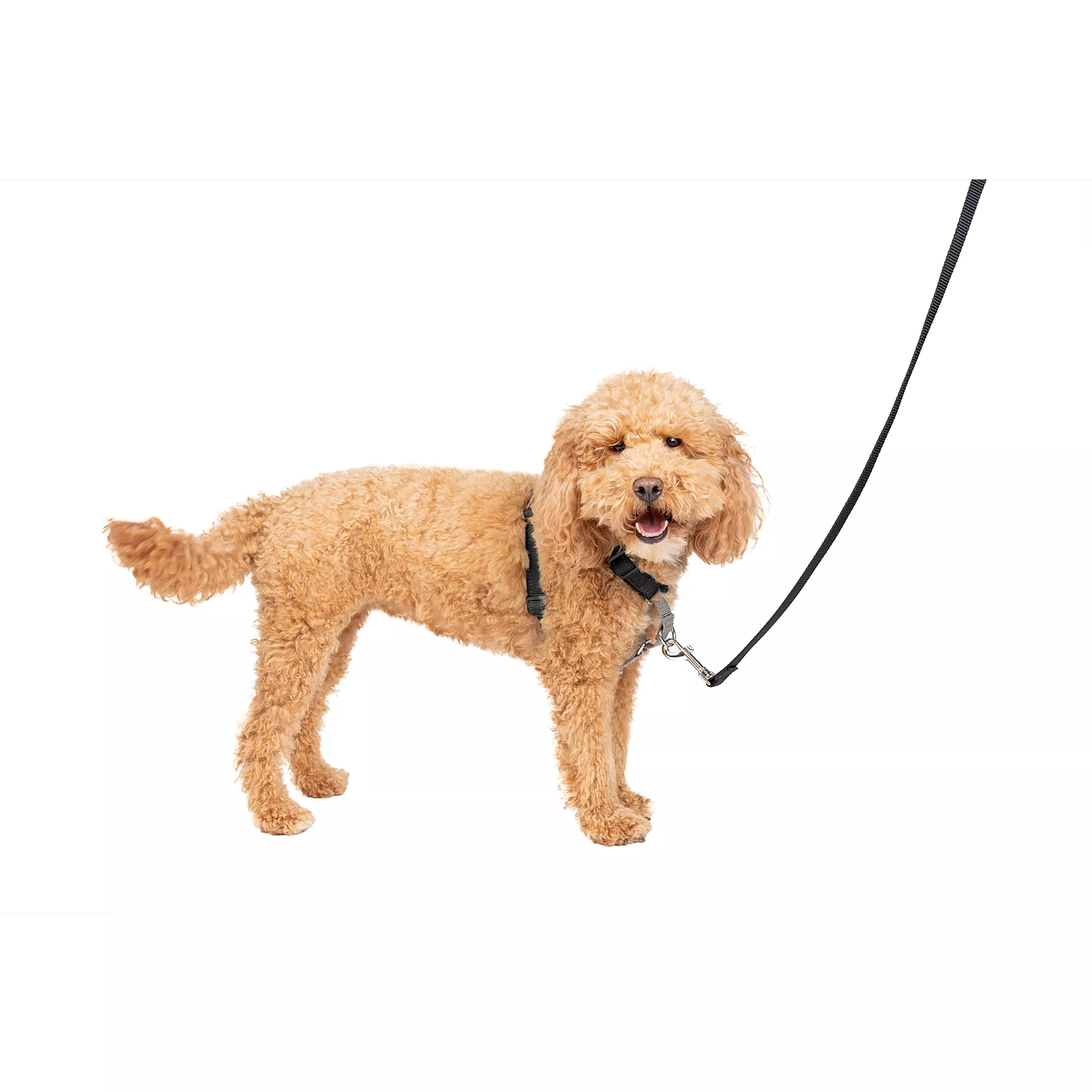 PetSafe® 3 in 1 Nylon Dog Harness