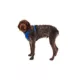 Product Ruffwear Front Range Dog Harness