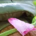 Cascade Dog Harness image thumbnail 5