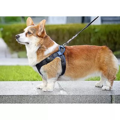 Product Airpet Locator Tag w/Collar