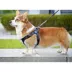 Airpet Locator Tag w/Collar image thumbnail 4