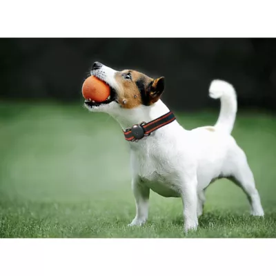 Product Airpet Locator Tag w/Collar