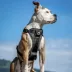 Kurgo® Tru-Fit Dog Harness image thumbnail 4