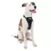 Kurgo® Tru-Fit Dog Harness image thumbnail 1