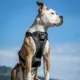 Product Kurgo® Tru-Fit Dog Harness