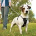 Kurgo® Tru-Fit Dog Harness image thumbnail 8