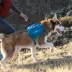 Kurgo® RSG Pack Pannier; Dog backpack, 2 zipper pockets image thumbnail 5