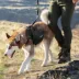 Kurgo® RSG Townie Harness for Dogs image thumbnail 6