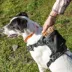 Kurgo® Stash n' Dash Harness image thumbnail 6