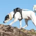 Kurgo® Stash n' Dash Harness image thumbnail 8
