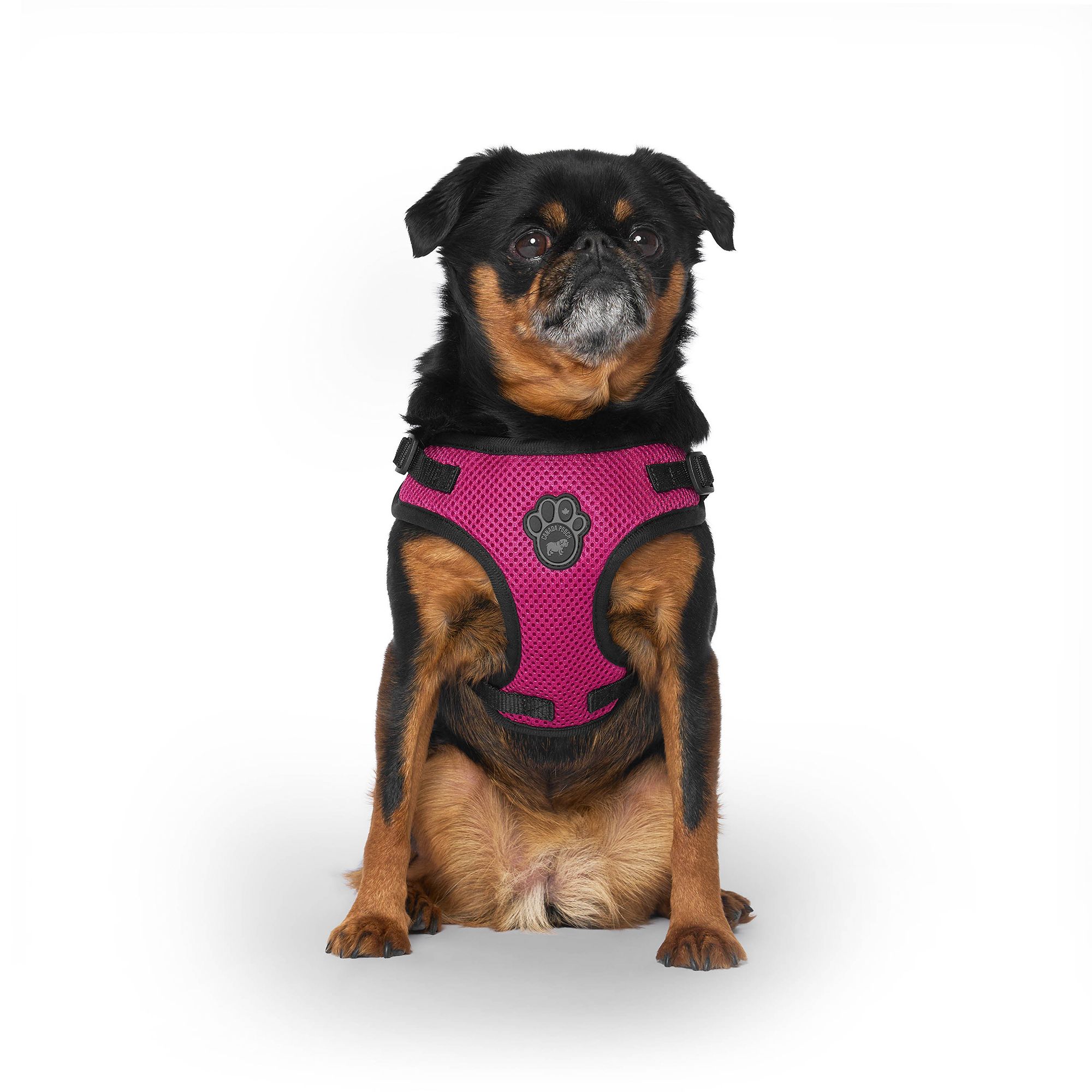 dog wearing Canada Pooch harness